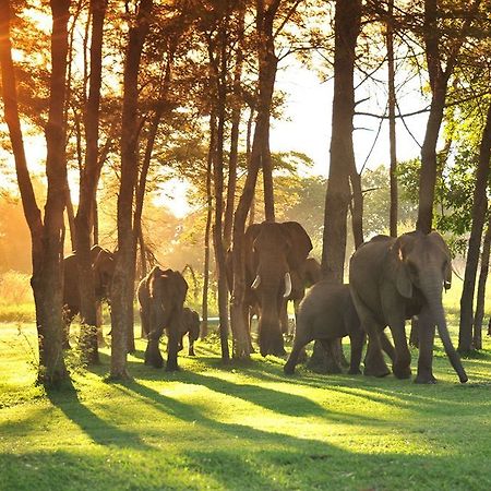 Three Cities Thorntree River Lodge Livingstone Luaran gambar